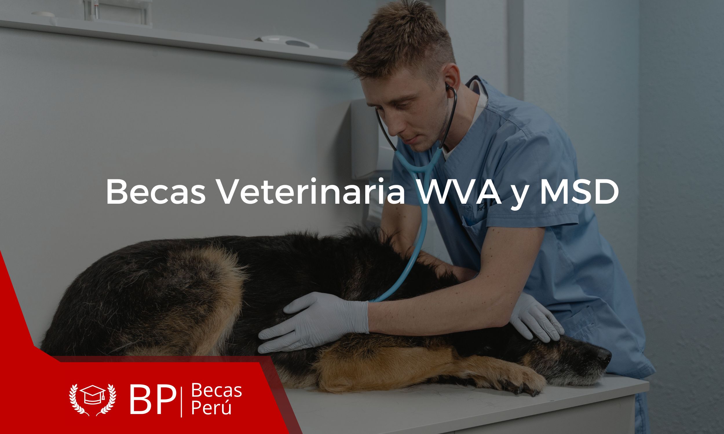 Becas Veterinaria WVA y MSA